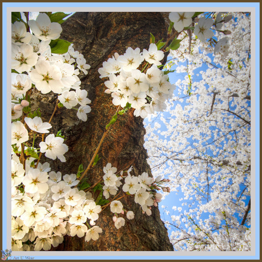 Cherry Blossoms Scarf