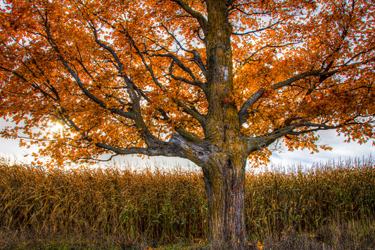 Flaming Tree Scarf/Shawl