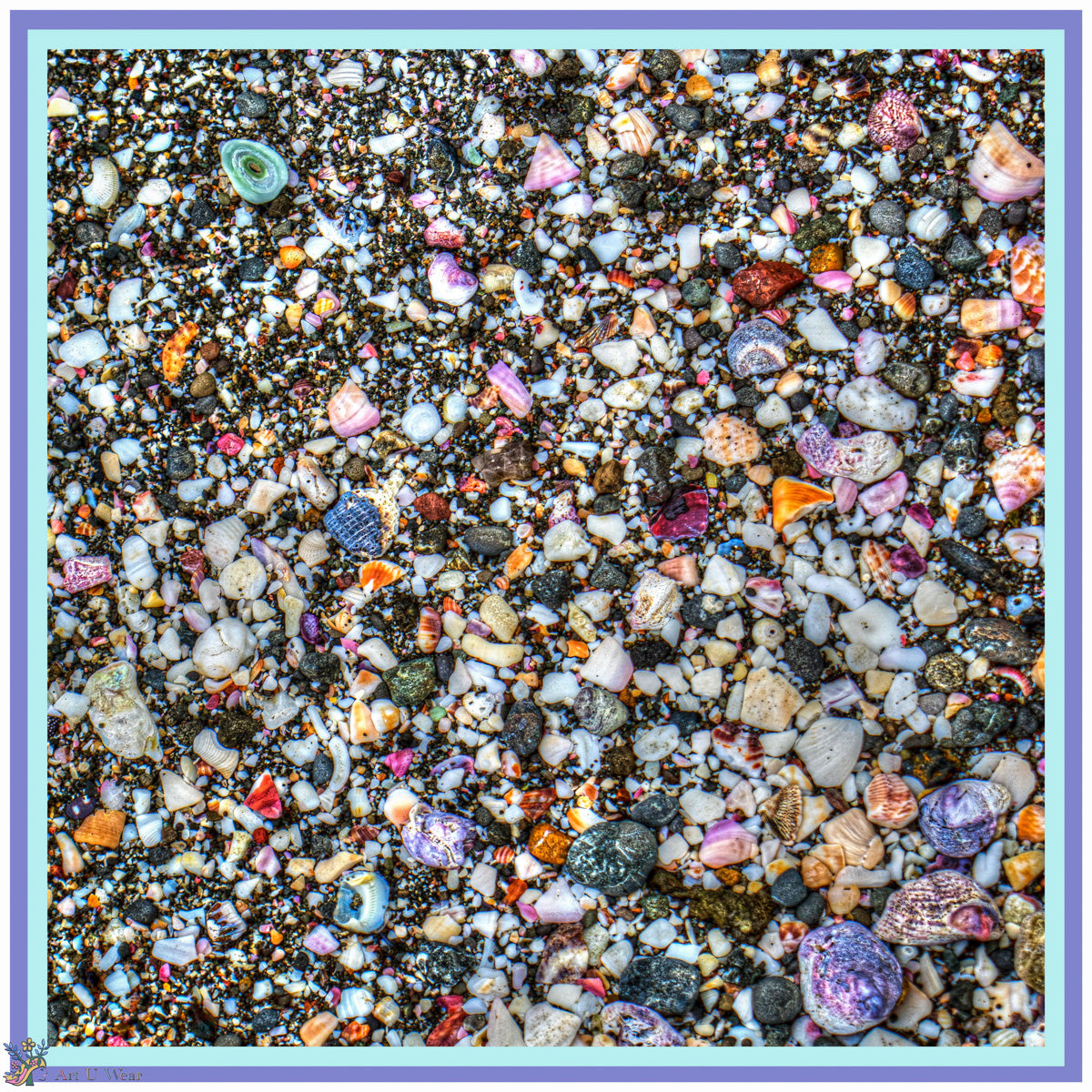 Shells on the Beach
