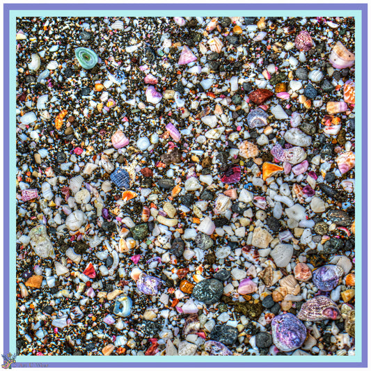 Shells on the Beach