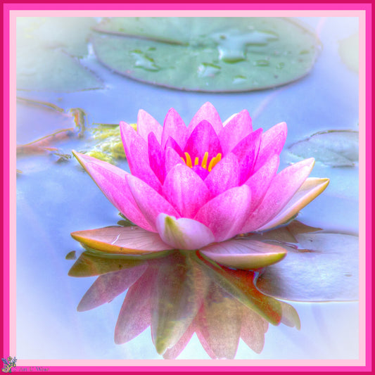 Pink Water Lily