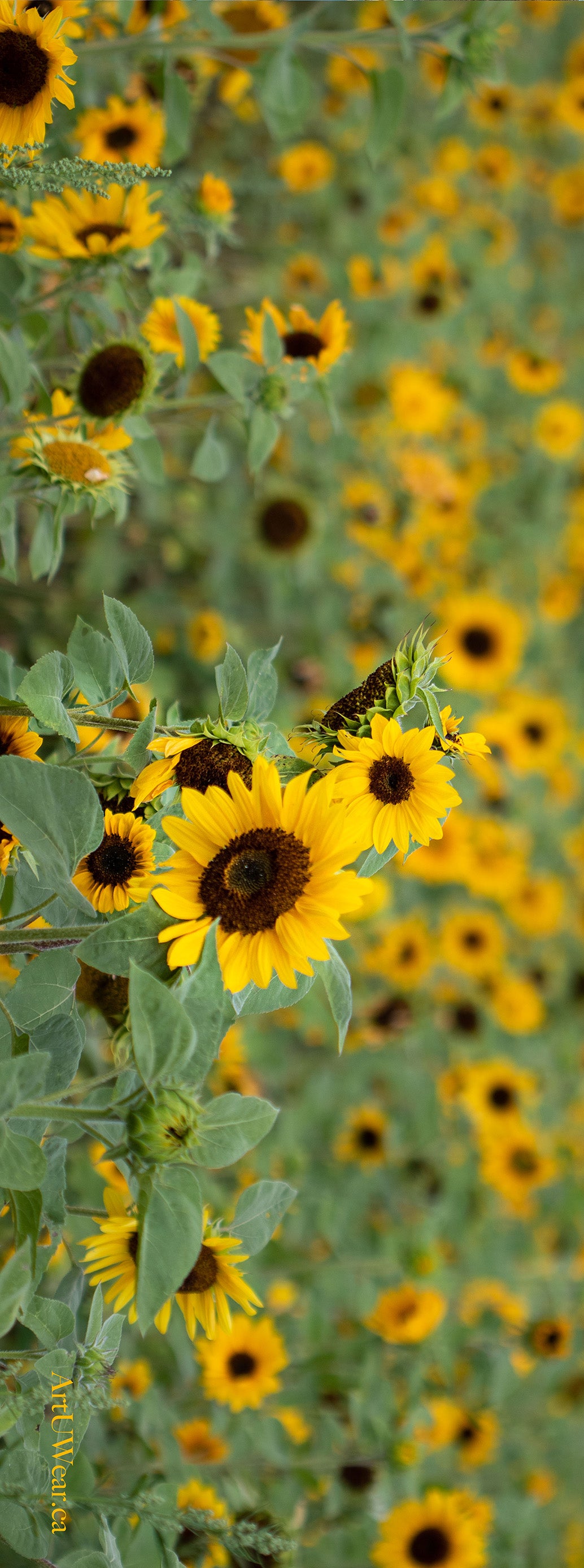 Sunflower Garden Yoga Mat