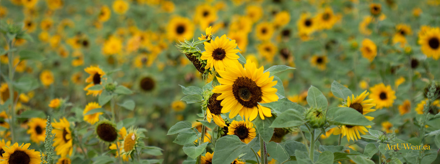 Sunflower Garden Yoga Mat