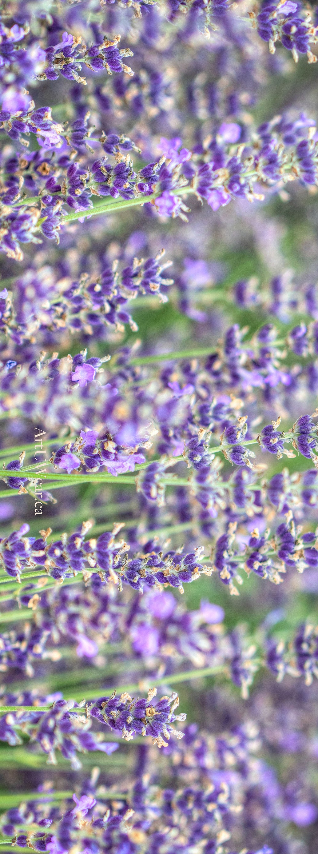 Lavender Field Yoga Mat