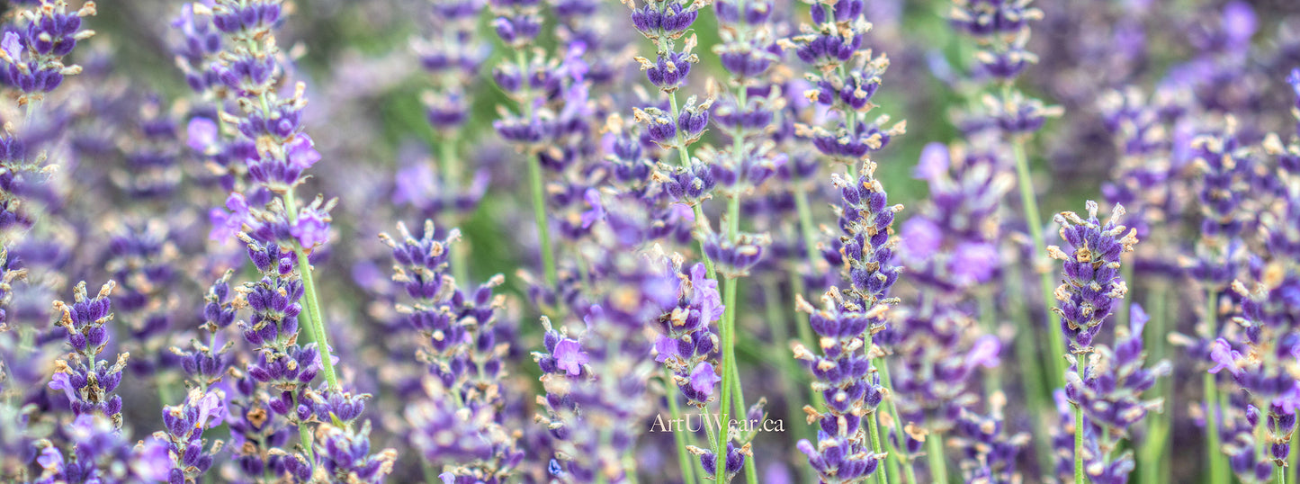 Lavender Field Yoga Mat