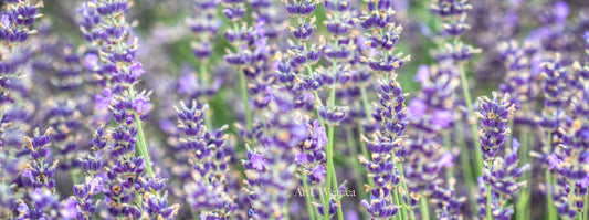 Lavender Field Yoga Mat