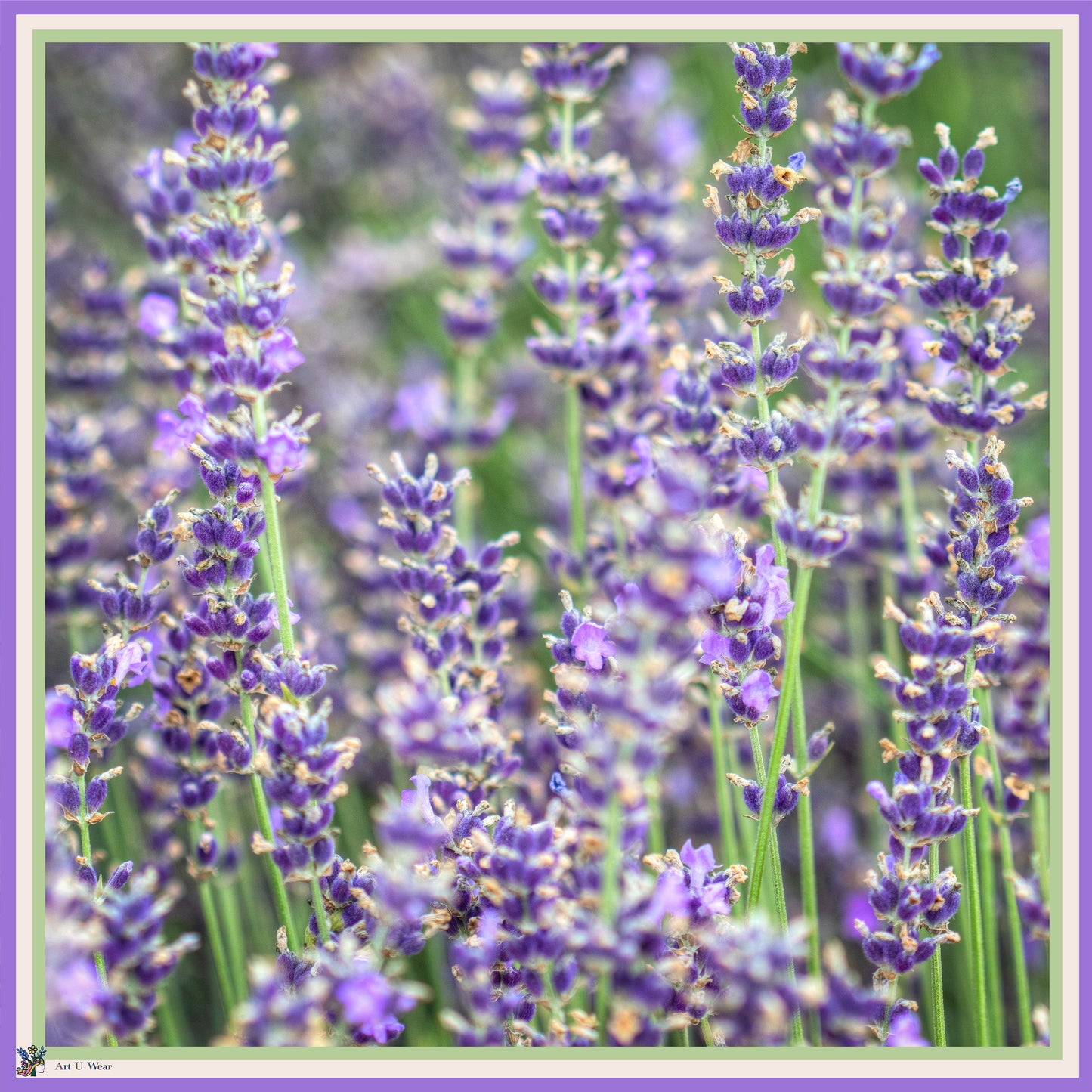 Lavender Field Scarf