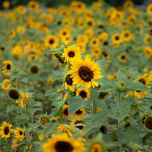 Sunflower Garden Scarf / Shawl