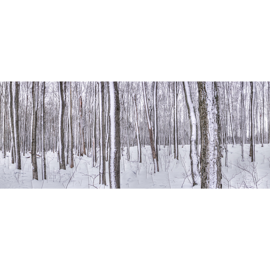 Winter Trees Scarf/Shawl