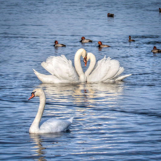 Swan Lovers Peekabo Shawl