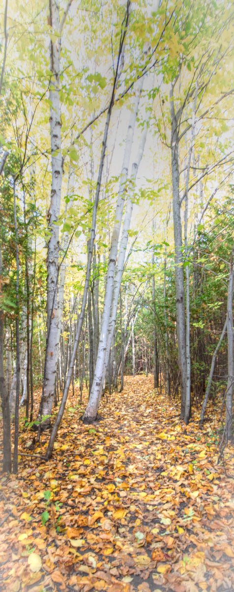 Tall Birches Scarf/Shawl